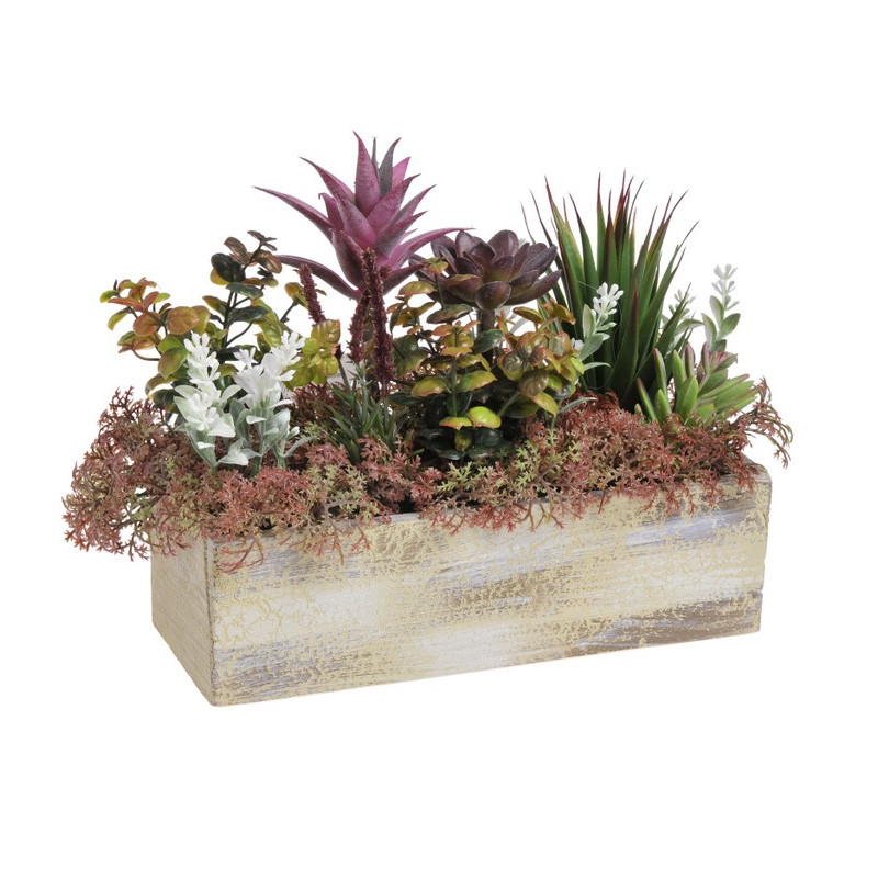 Skalniak w donicy kropla purpury