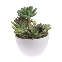 Sukulenty w doniczce, miks D_H15 cm
