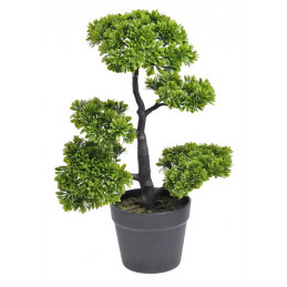 Podocarpus  bonsai - 50 cm