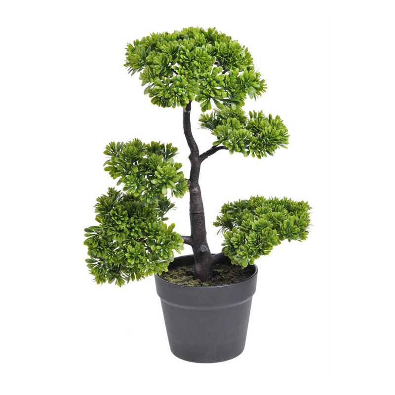 Podocarpus  bonsai - 50 cm