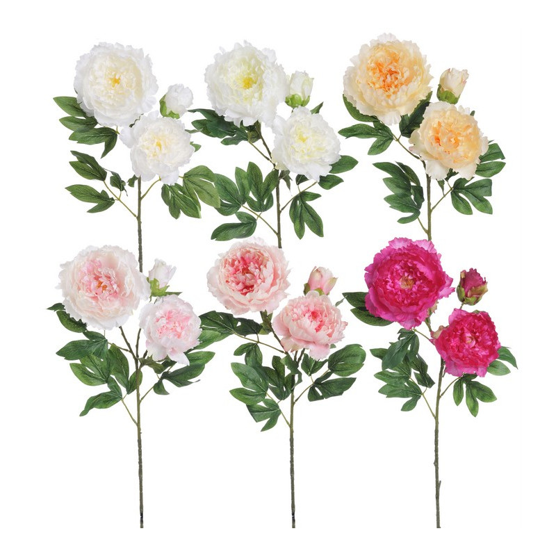 Piwonia 2+1 wiosna 98 cm