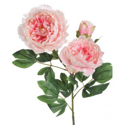 Piwonia 2+1 wiosna 98 cm