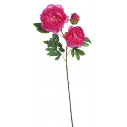 Piwonia 2+1 wiosna 98 cm