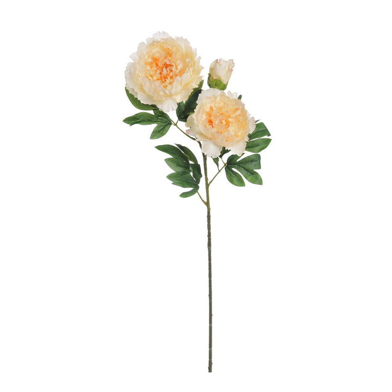 Piwonia 2+1 wiosna 98 cm