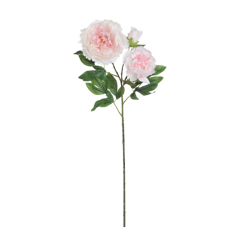 Piwonia 2+1 wiosna 98 cm