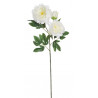 Piwonia 2+1 wiosna 98 cm