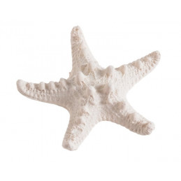 Rozgwiazda 7 x 7 x 2 cm