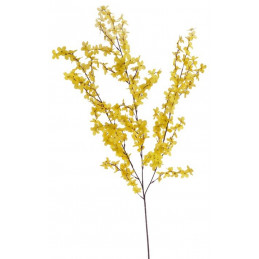 Forsycja x 38, 98 cm