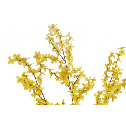 Forsycja x 38, 98 cm