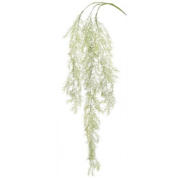 Asparagus zwisający 104 cm