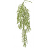 Asparagus zwisający 104 cm