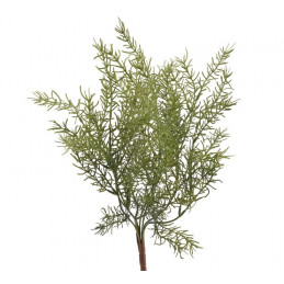 Asparagus x7 43 cm