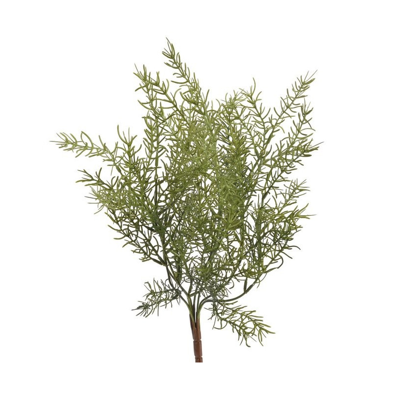 Asparagus x7 43 cm