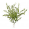 Asparagus x7 43 cm