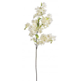 Wiśnia kwitnąca 100 cm