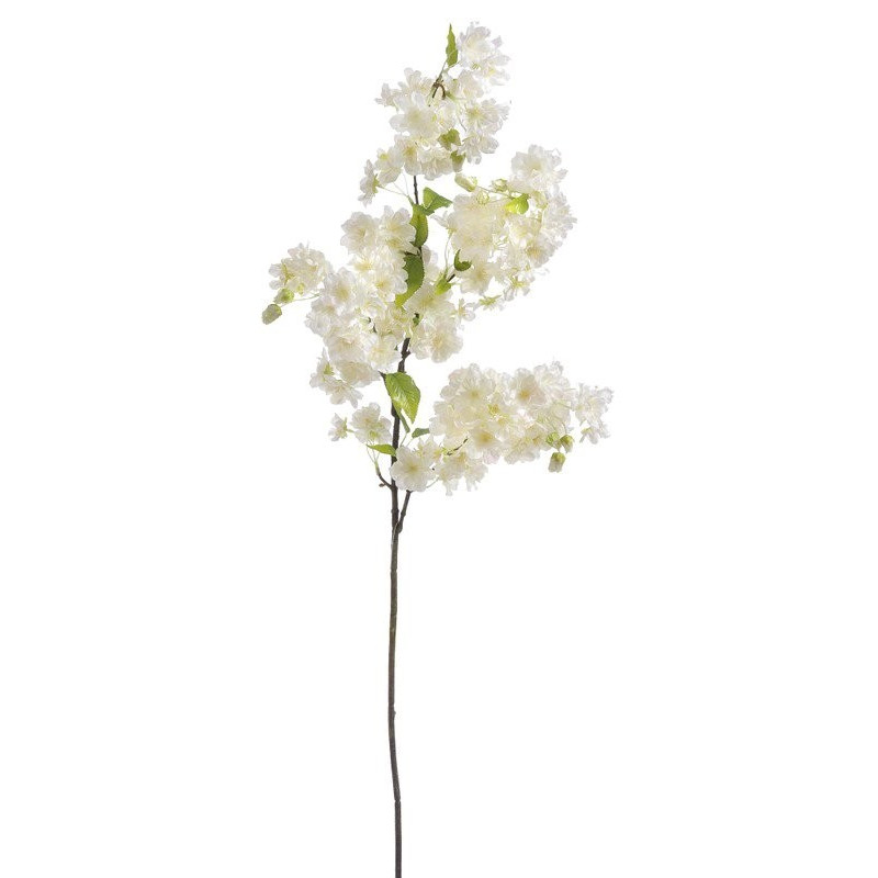 Wiśnia kwitnąca 100 cm