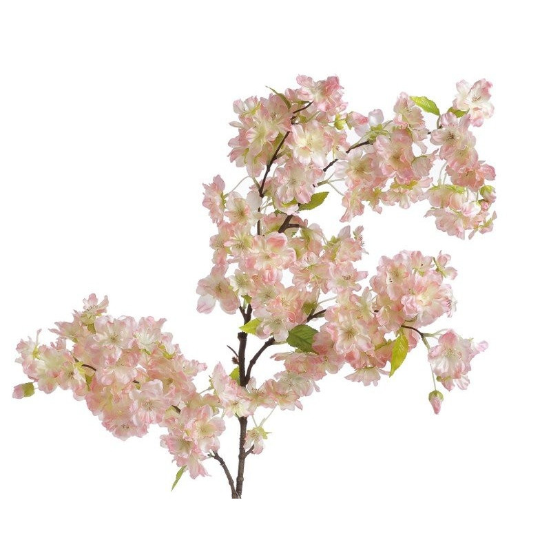 Wiśnia kwitnąca 100 cm