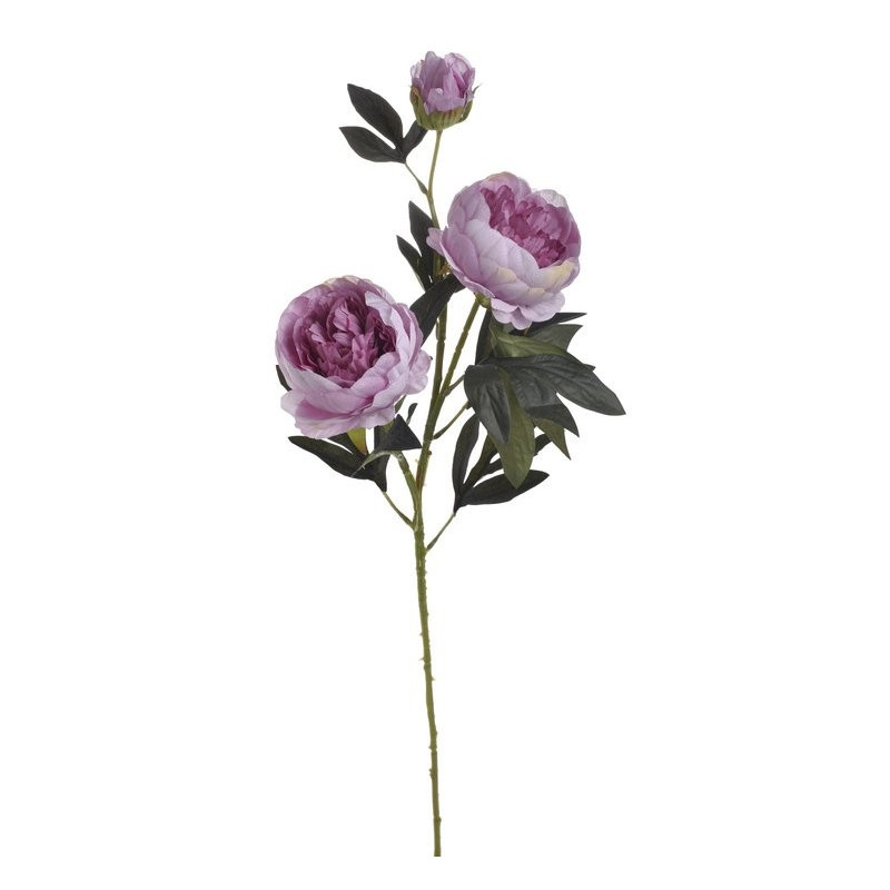 Piwonia x 3 76 cm