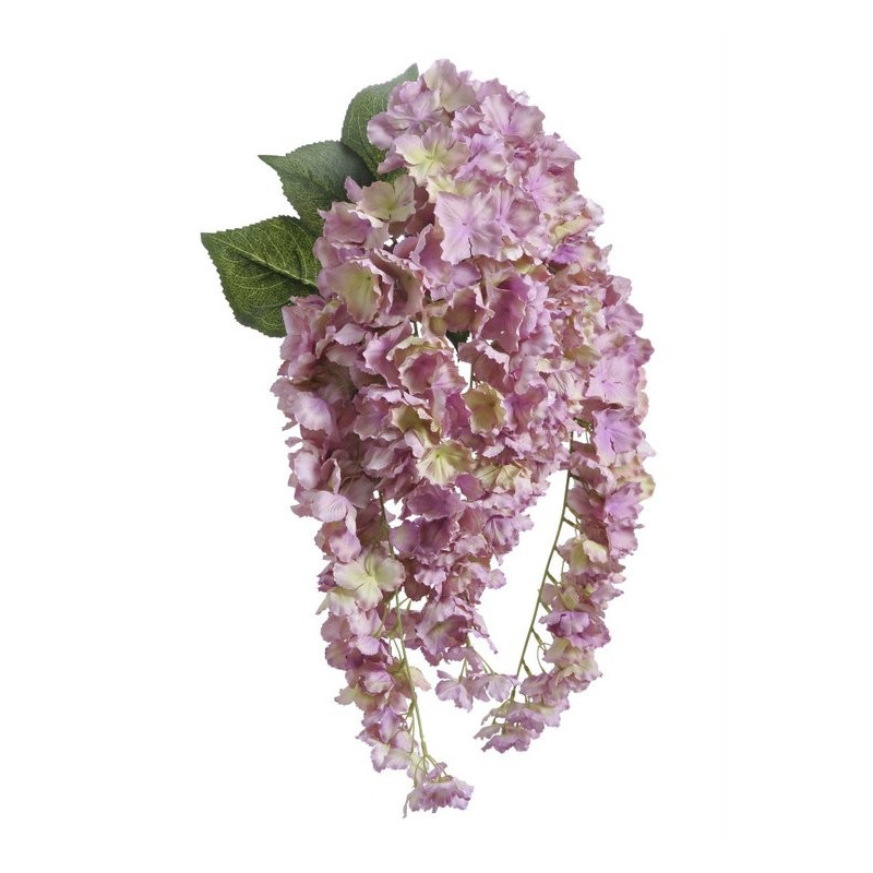 Hortensja wisząca x5  l.wiosenny 80 cm