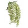 Hortensja wisząca x5  l.wiosenny 80 cm