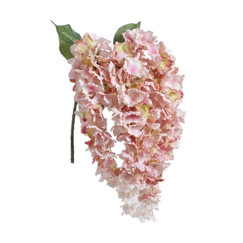 Hortensja wisząca x5  l.wiosenny 80 cm