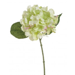 Hortensja mała 36 cm