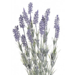 Lawenda krzak x 15, 62 cm