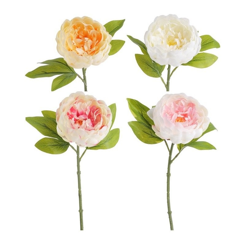 Piwonia zamknięta 34 cm