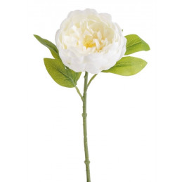 Piwonia zamknięta 34 cm