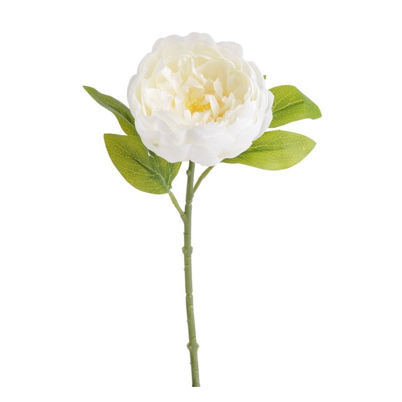 Piwonia zamknięta 34 cm