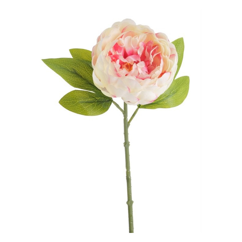 Piwonia zamknięta 34 cm