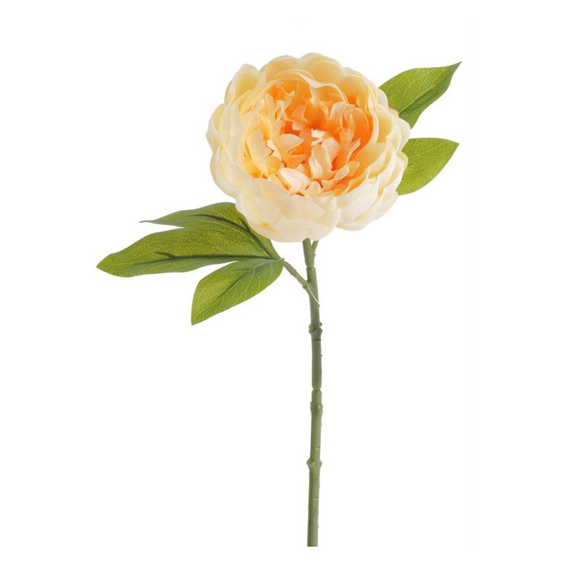 Piwonia zamknięta 34 cm