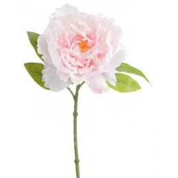 Piwonia otwarta 34 cm