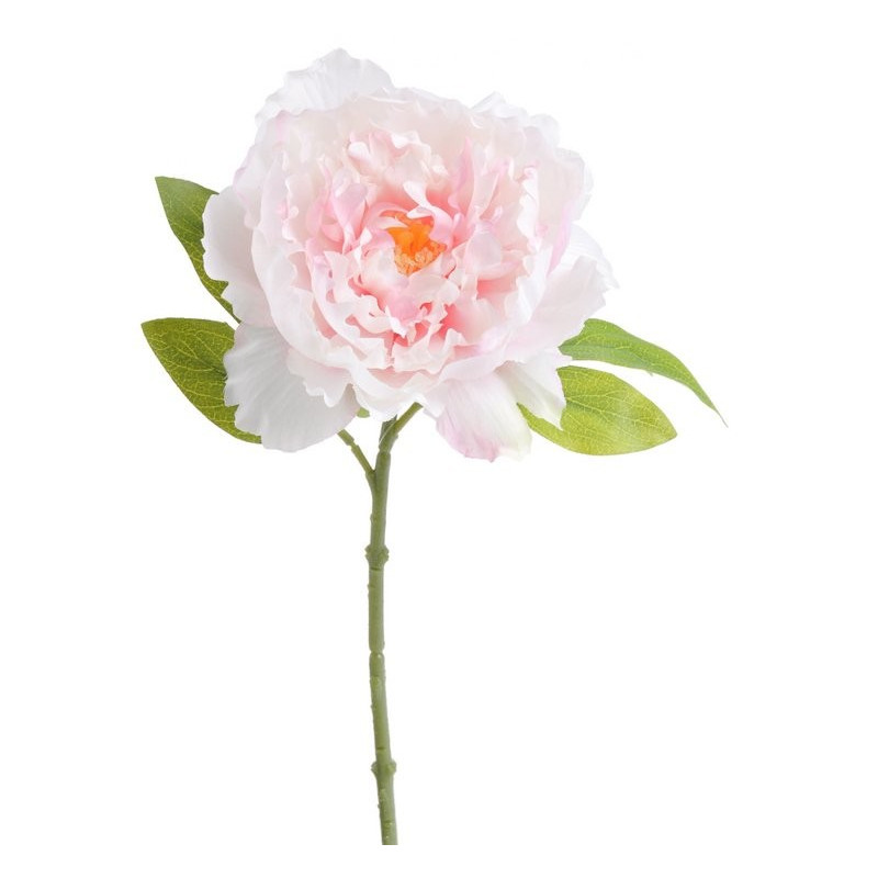 Piwonia otwarta 34 cm