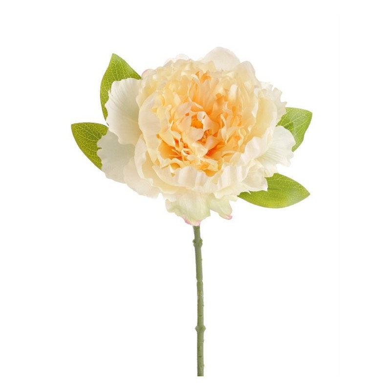 Piwonia otwarta 34 cm