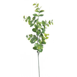 Eukaliptus x 1, 44 cm