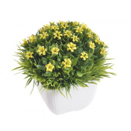 Kwiatki w doniczce 12 cm