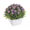 Kwiatki w doniczce 12 cm