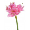 Amarylis x3, 40 cm