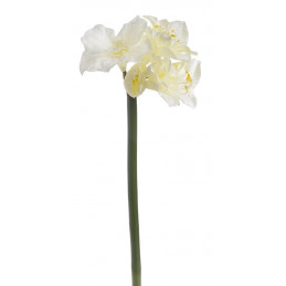 Amarylis duży 110 cm