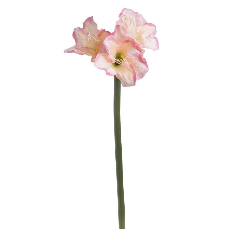 Amarylis duży 110 cm