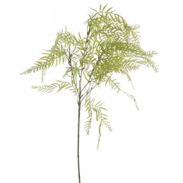 Szparag pierzasty 88 cm