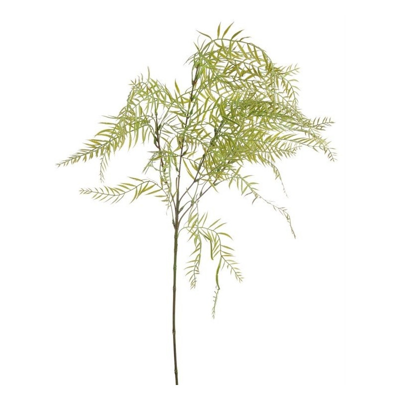 Szparag pierzasty 88 cm