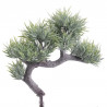 Bonsai B 20 cm