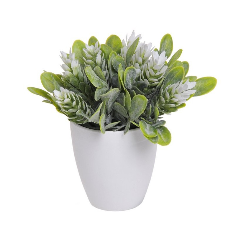 Szyszki chmielowe w doniczce 15 cm