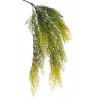 Pnącze asparagus 68 cm