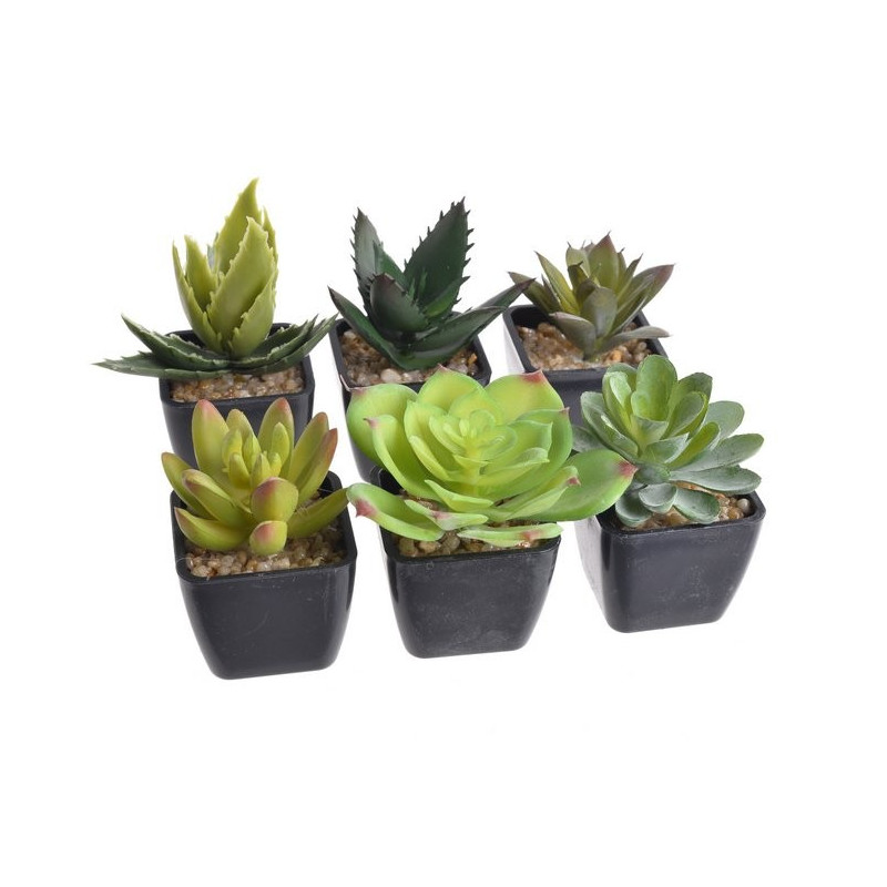 Zestaw mini kaktus w doniczce 9 cm MIX 12 sztuk/kpl