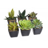 Zestaw mini kaktus w doniczce 9 cm MIX 12 sztuk/kpl