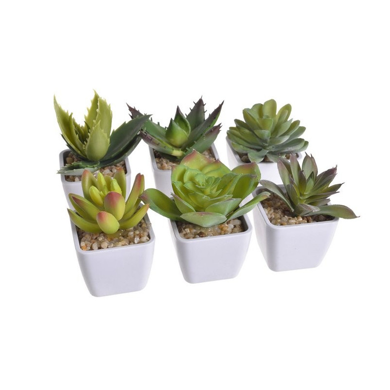 Zestaw mini kaktus w doniczce 9 cm MIX 12 sztuk/kpl