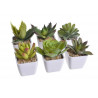 Zestaw mini kaktus w doniczce 9 cm MIX 12 sztuk/kpl